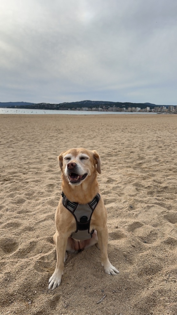 Dog on Barceloneta Beach